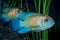Portrait of cichlid fish Andinoacara sp. in aquarium