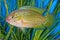 Portrait of cichlid fish (Hemichromis sp.) in aquarium