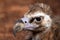 Portrait of Cinereous Vulture