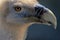 Portrait of a  cinereous vulture