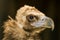 Portrait of cinereous vulture