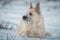 Portrait clever white dog lying in the snow, looking away