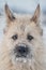 Portrait clever white dog lying in the snow, looking straight