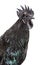 Portrait, close-up of a Ayam Cemani rooster, isolated