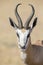 Portrait close-up of a beautiful prime springbok male