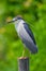 Portrait close up of Black-crowned Night-Heron