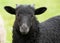 Portrait and close-up of a black lamb, a "Heidschnucke", with curly fur and small horns