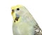 Portrait close-up of a Budgerigar grey crested head isolated on