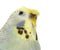 Portrait close-up of a Budgerigar grey crested head isolated on