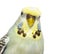 Portrait close-up of a Budgerigar grey crested head isolated on