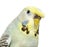 Portrait close-up of a Budgerigar grey crested head isolated on