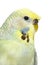 Portrait close-up of a Budgerigar grey crested head isolated