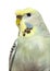 Portrait close-up of a Budgerigar grey crested head isolated