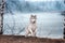 Portrait of a close-up dog Siberian Husky