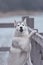 Portrait of a close-up dog Siberian Husky