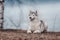 Portrait of a close-up dog Siberian Husky