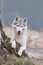 Portrait of a close-up dog Siberian Husky