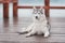 Portrait of a close-up dog Siberian Husky