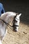 Portrait close up of dressage sport horse with unknown rider