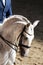 Portrait close up of dressage sport horse with unknown rider