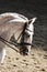 Portrait close up of dressage sport horse with unknown rider