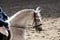 Portrait close up of dressage sport horse with unknown rider