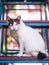 Portrait close up full body of beautiful white stray cat