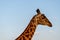 Portrait close up of a giraffe against clear blue sky. profile portrait