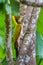 Portrait close up of Greater Yellownape