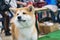 Portrait of a close up of Japanese Akita at an exhibition of dogs