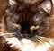 Portrait of a close-up of the muzzle of a Scottish cat longhair