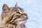 Portrait of a close-up in profile of a gray striped fluffy cat _