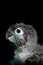 Portrait and close up shot of a baby parrot