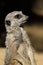 Portrait close-up of sitting wild African Meerkat Suricata suricatta