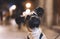 portrait close-up smiles brown pet, funny dog â€‹â€‹sits on a bokeh night city on a leash outdoor, home puppy enjoys