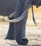 Portrait close up of a wild African elephants trunk and tusks