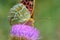 The portrait closeup of Argynnis pandora , the cardinal butterfly