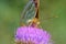 The portrait closeup of Argynnis pandora , the cardinal butterfly