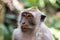 Portrait closeup, Balinese Long Tailed Monkey. Green vegetation in background.