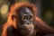 Portrait closeup of a beautiful baby, juvenile Orangutan ape. - Generative AI art