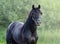 Portrait closeup of black Spanish horse.