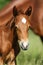 Portrait closeup of a cute little horse