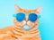 Portrait and closeup, ginger cat wearing sunglasses. light blue background, isolated and copy space