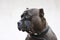 Portrait closeup head shot of an adult american pitbull