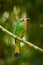 Portrait closeup of Red-bearded Bee-eater