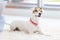 Portrait closeup shot of playful cute happy best human friend companion domestic house dog white short hair small parson jack