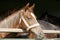 Portrait closeup of a thoroughbred horse in the barn door