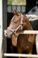 Portrait closeup of a thoroughbred horse in the barn door