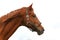 Portrait closeup of wonderful sportive stallion