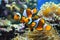 Portrait of a clown fish swimming by the coral reef